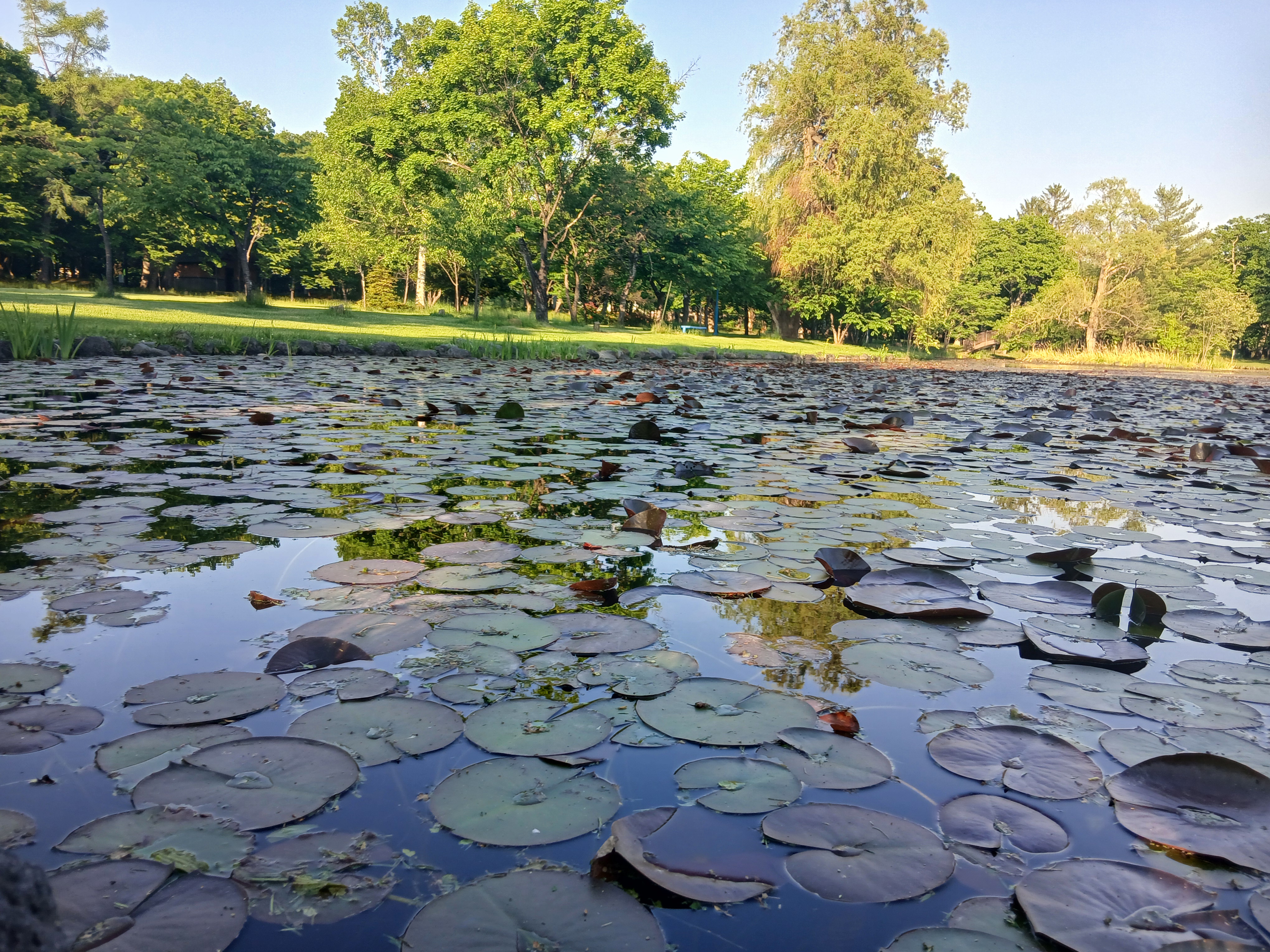 pond