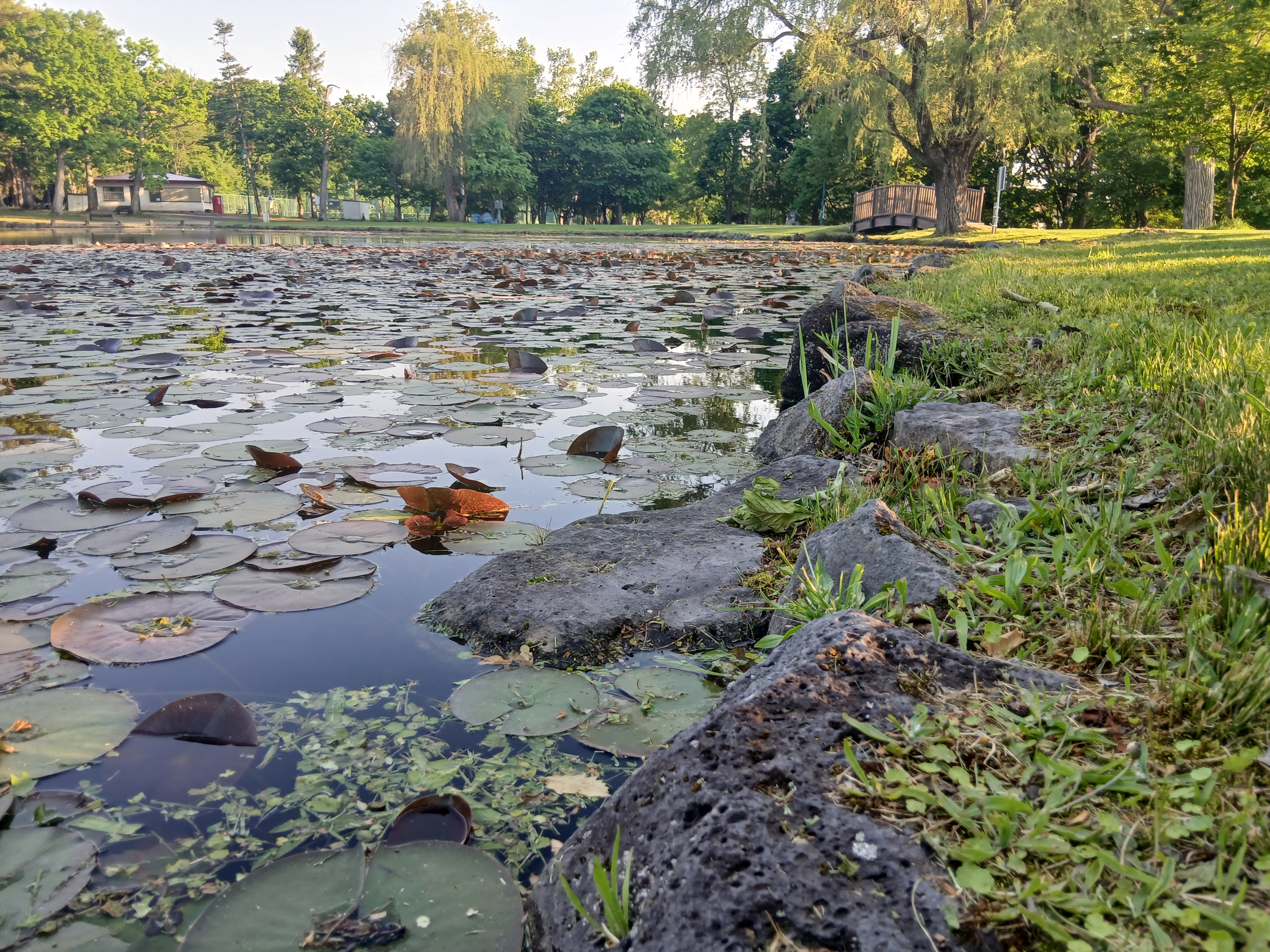 pond