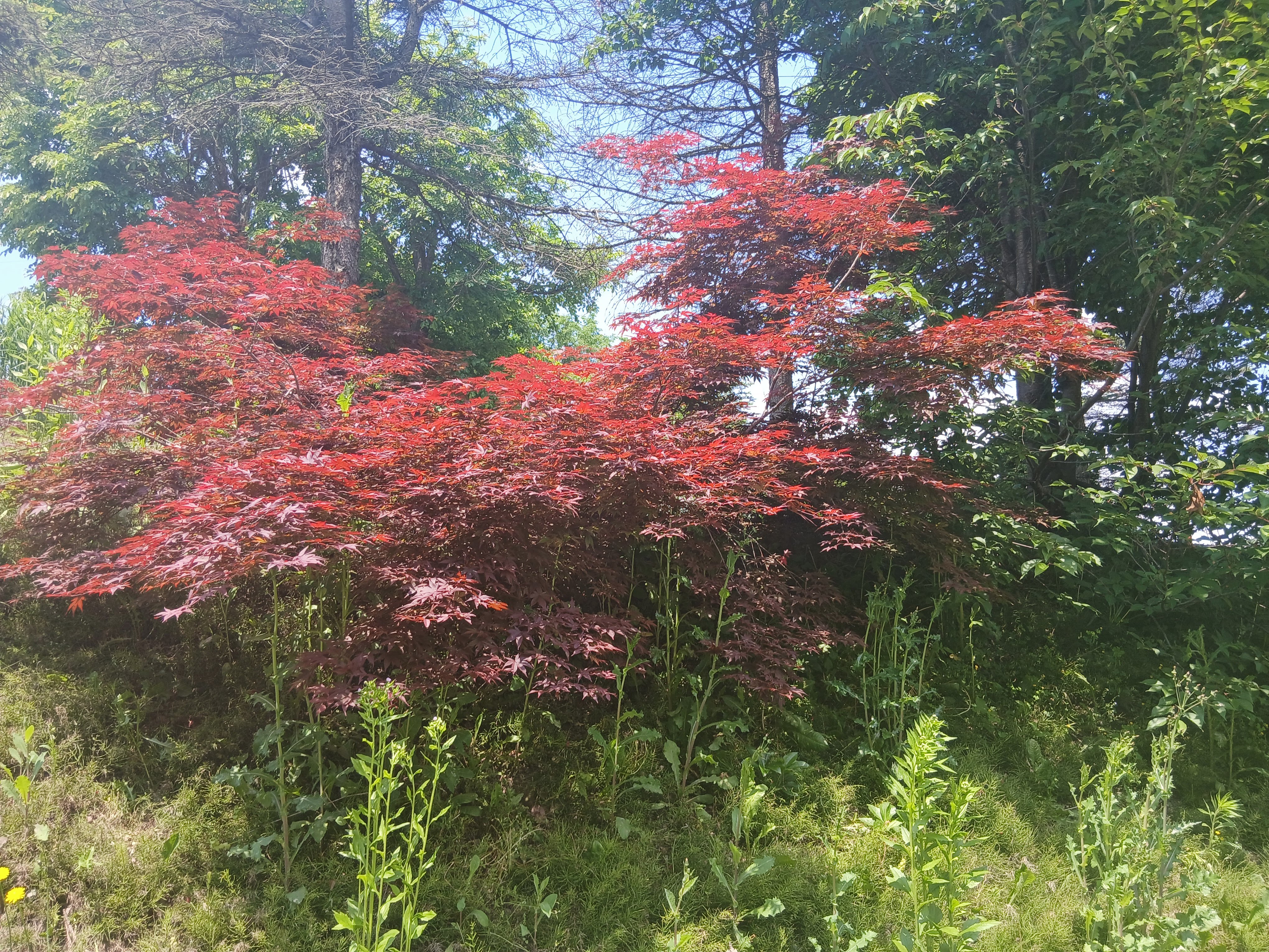 tree