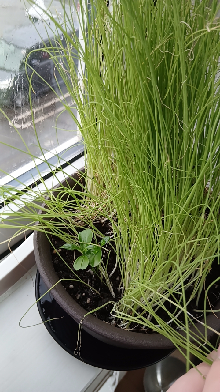 plants