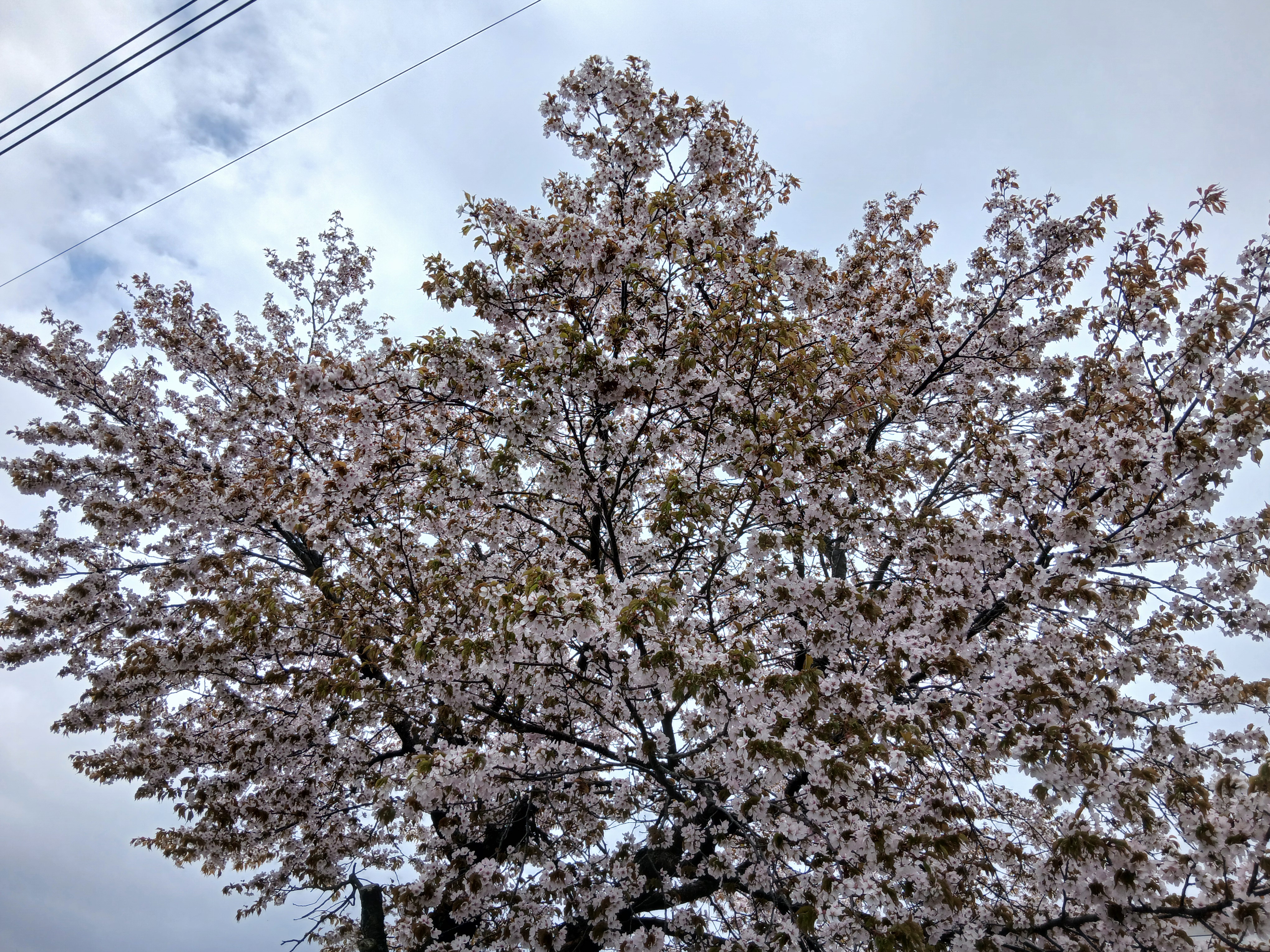 blossoms