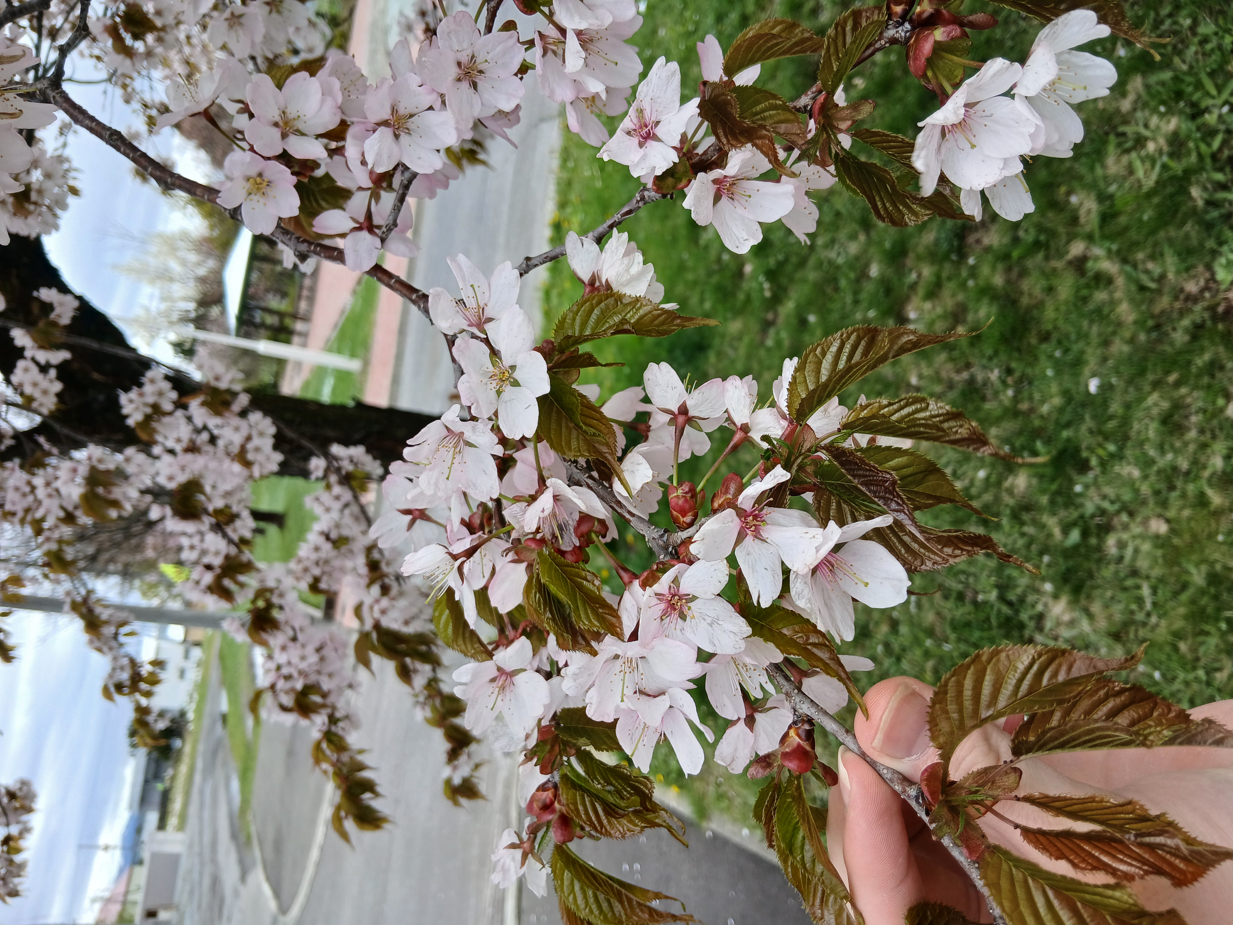 blossoms