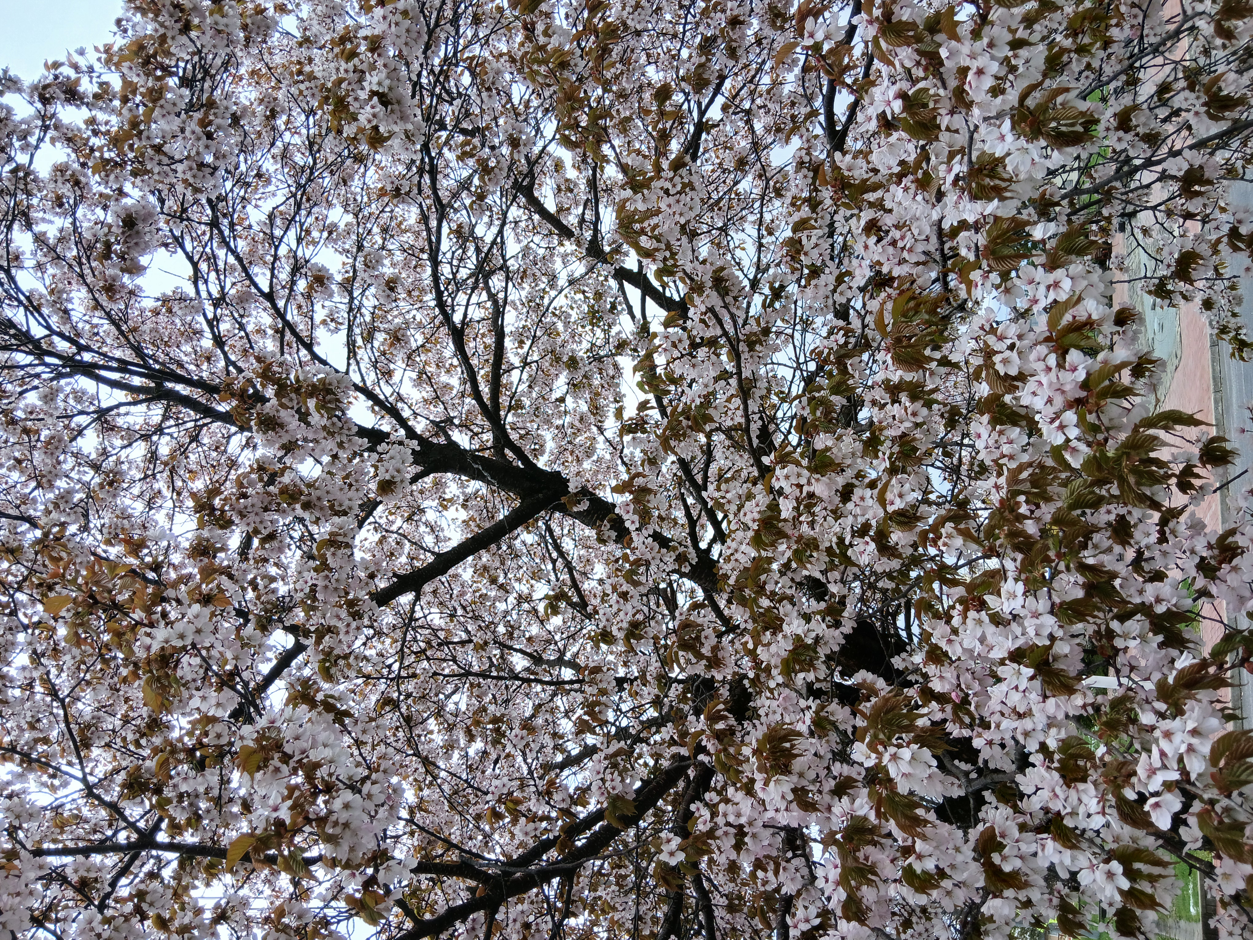 blossoms