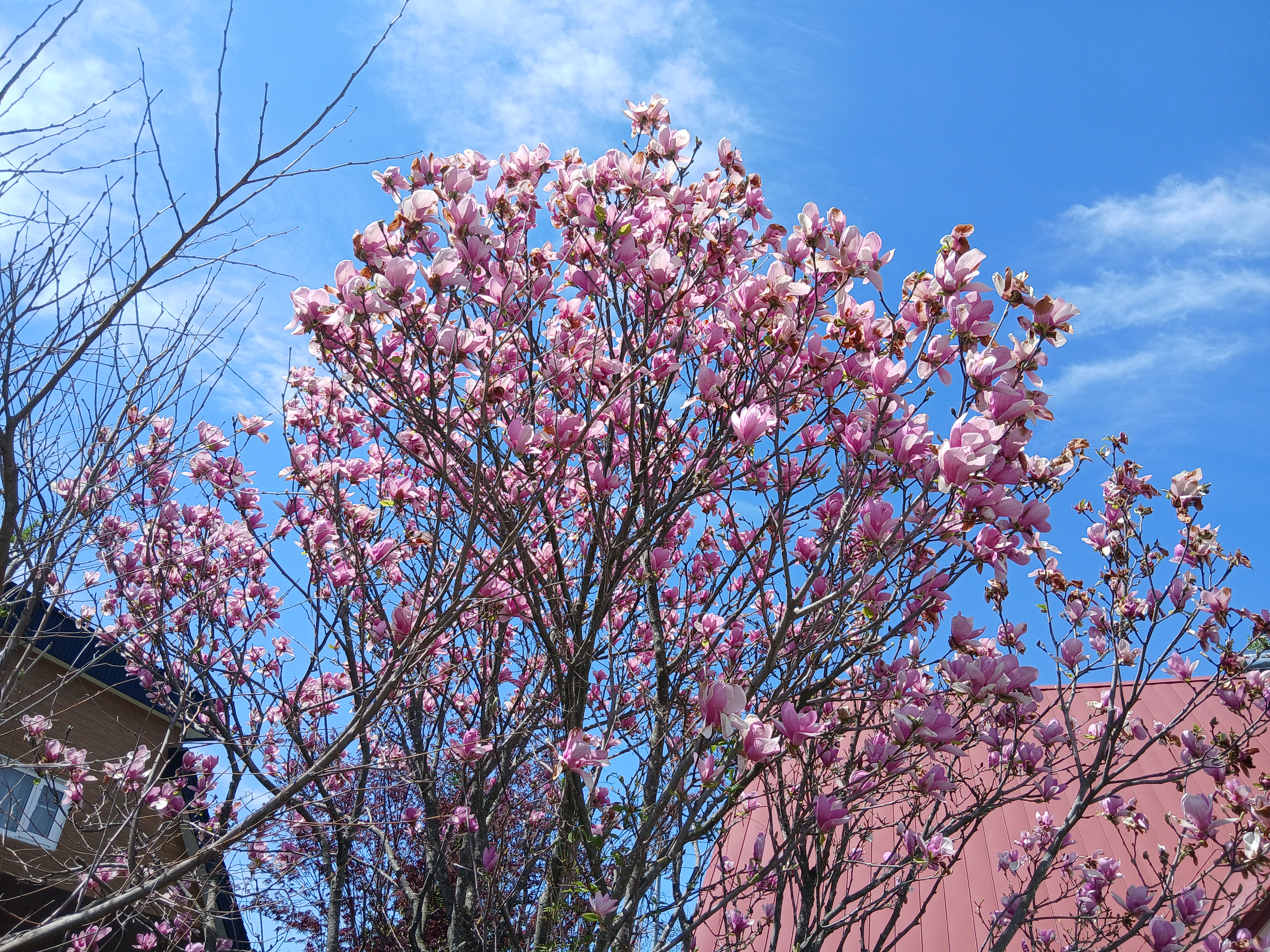 blossoms