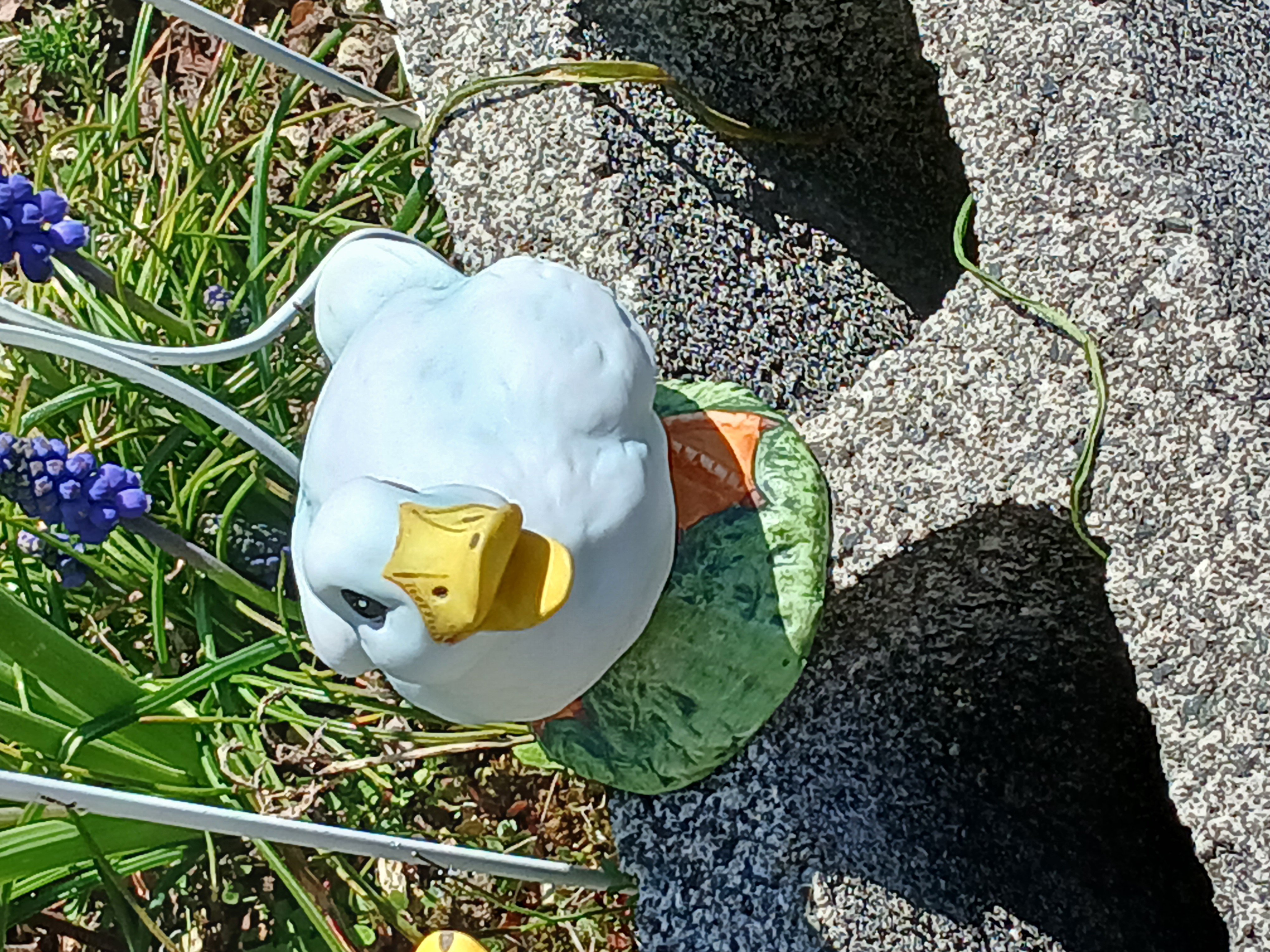duck