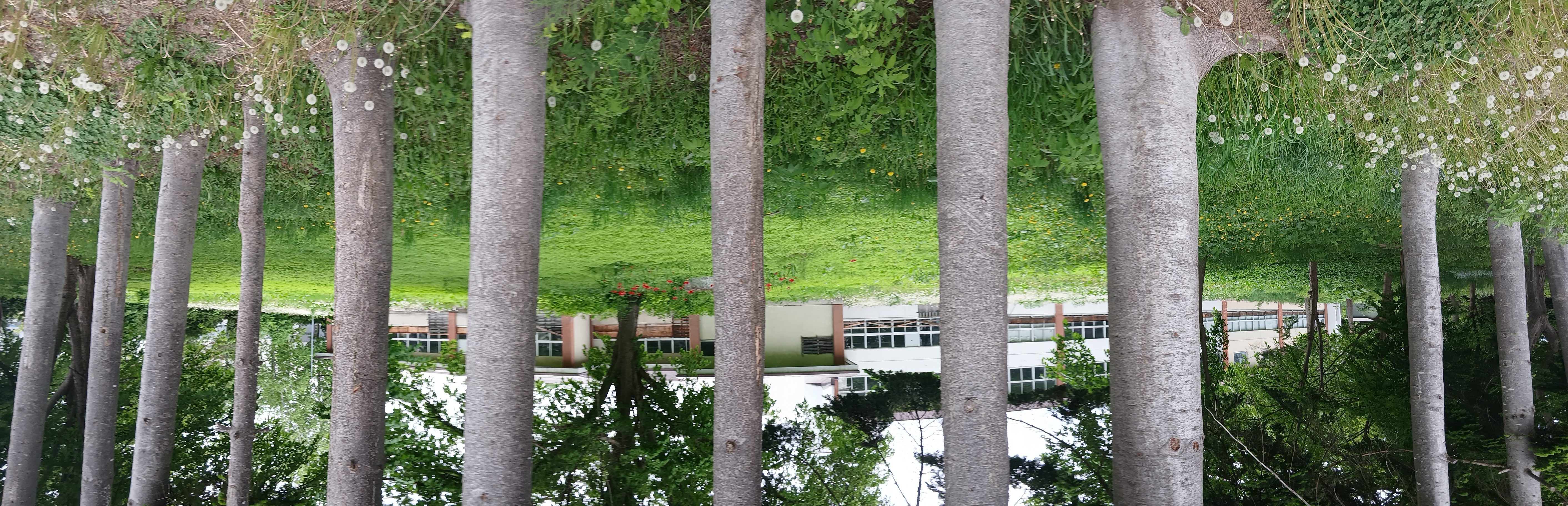 trees
