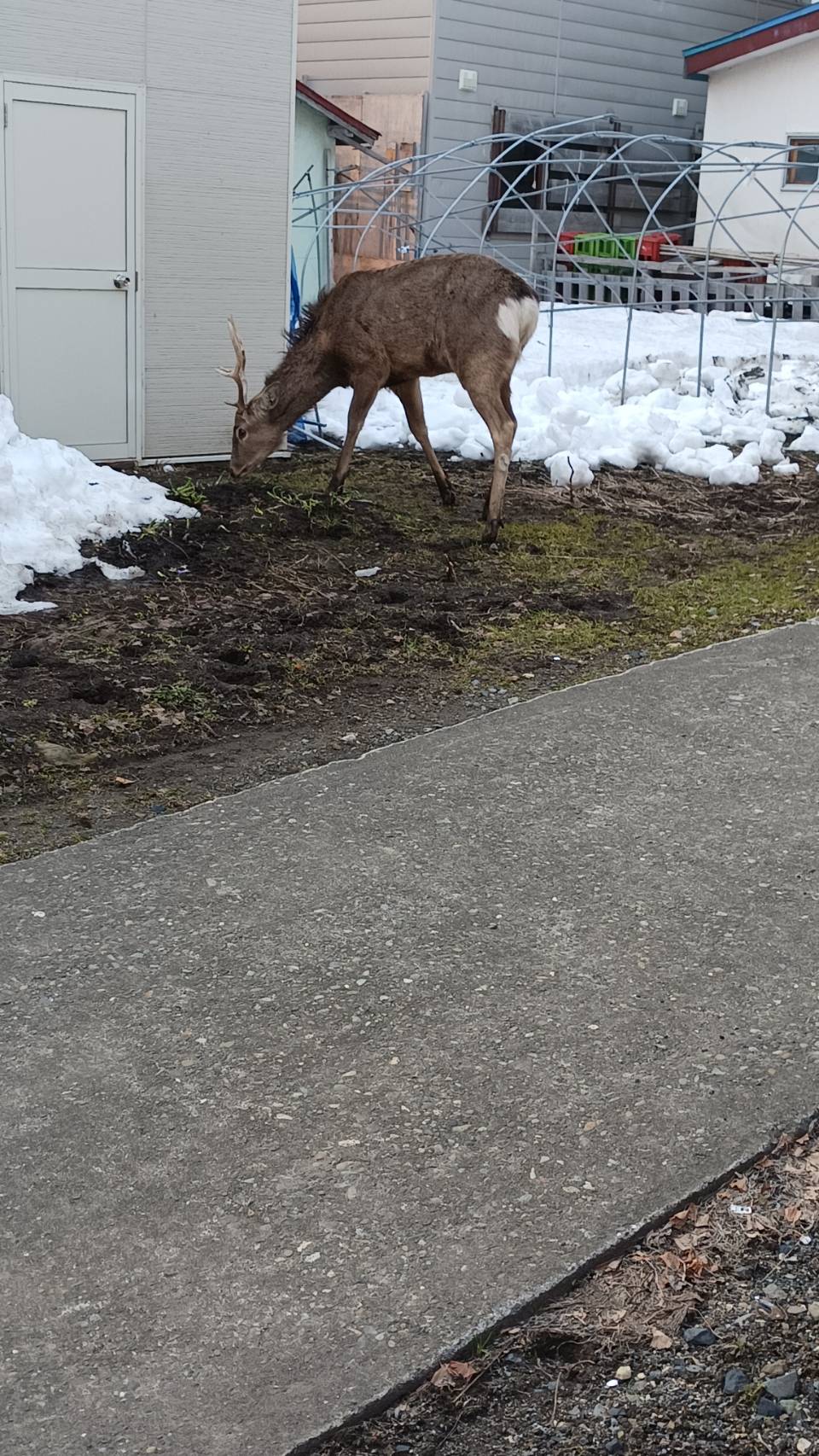 deer