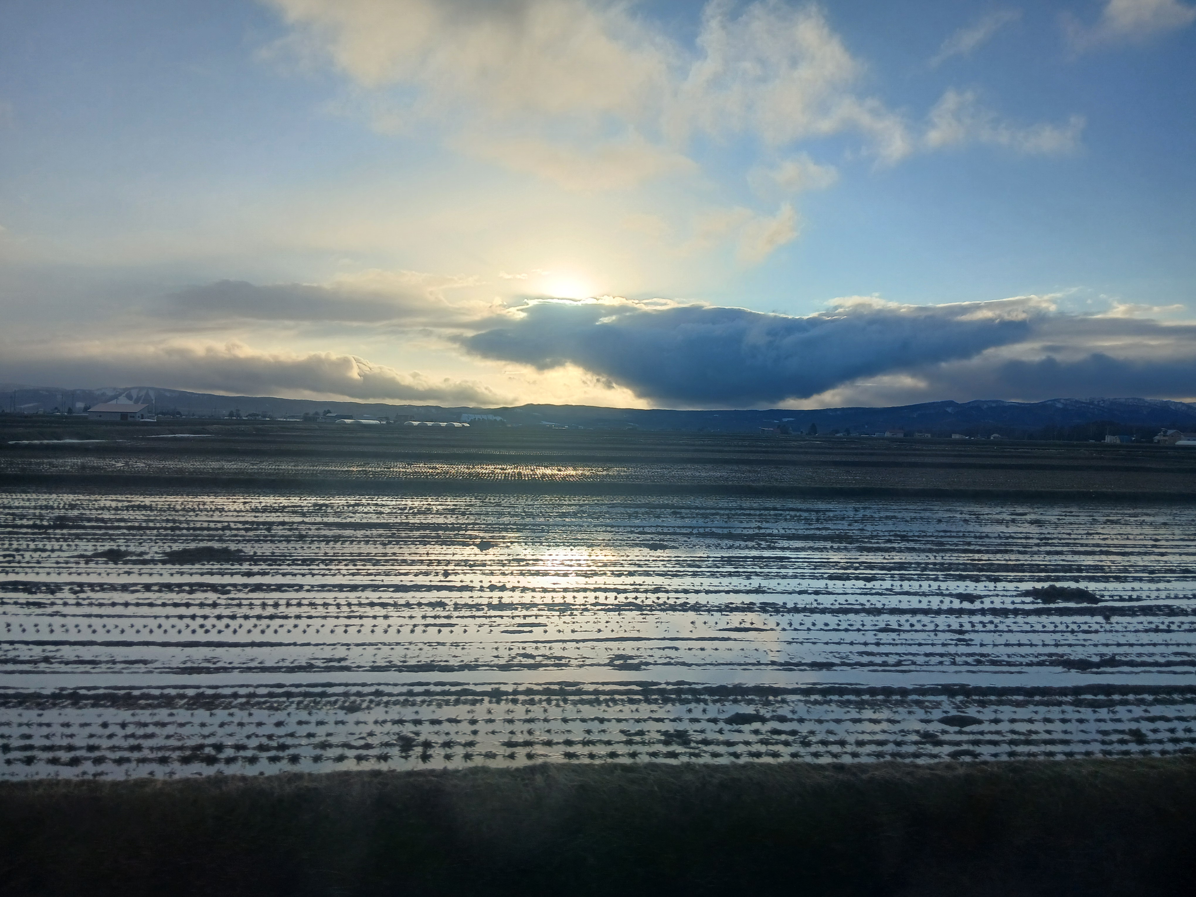 rice field