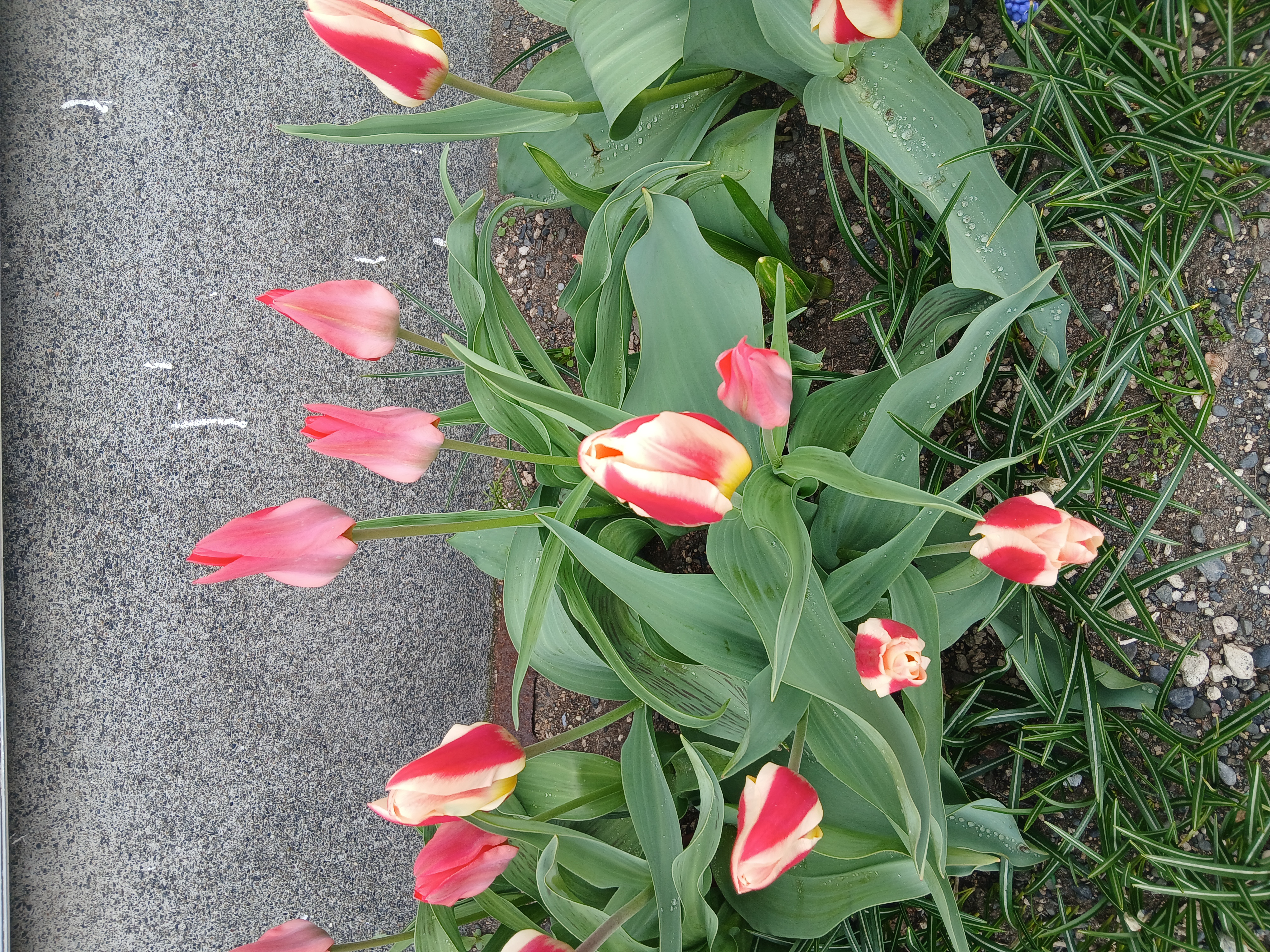 tulips