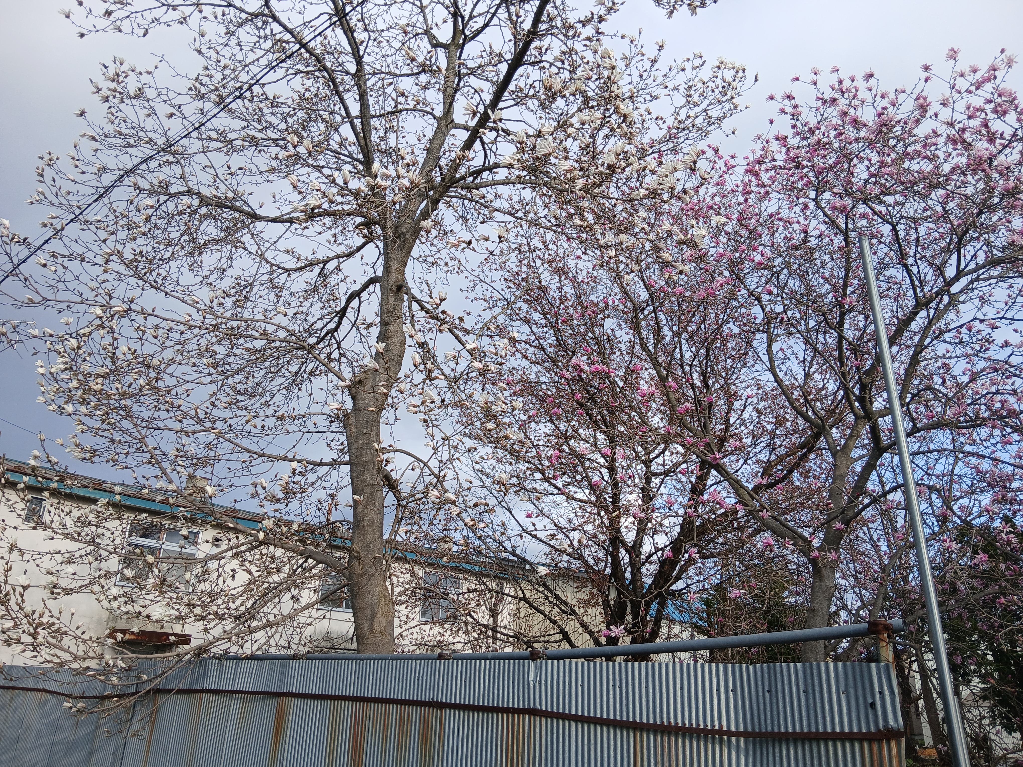 blossoms