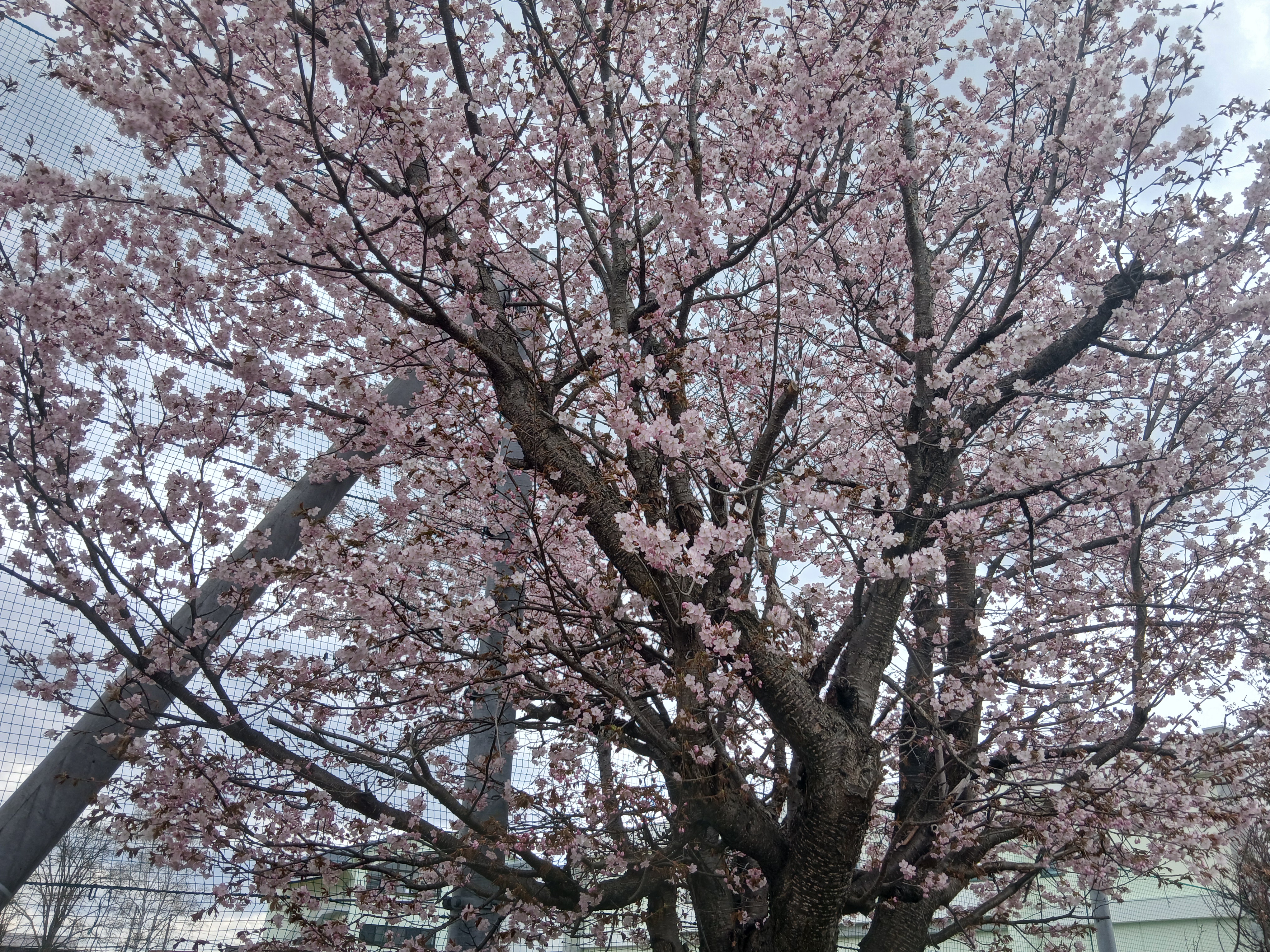 blossoms