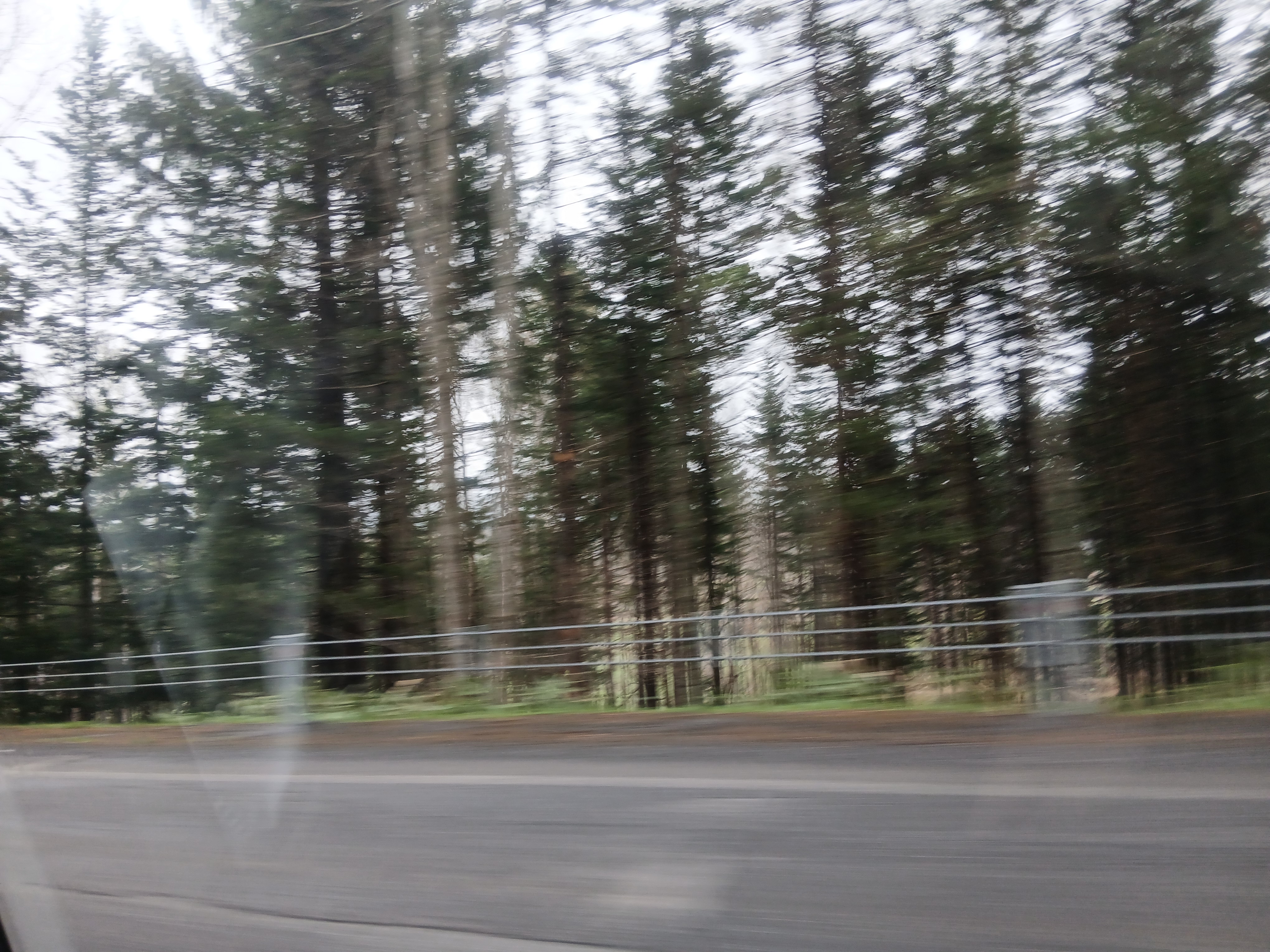 trees