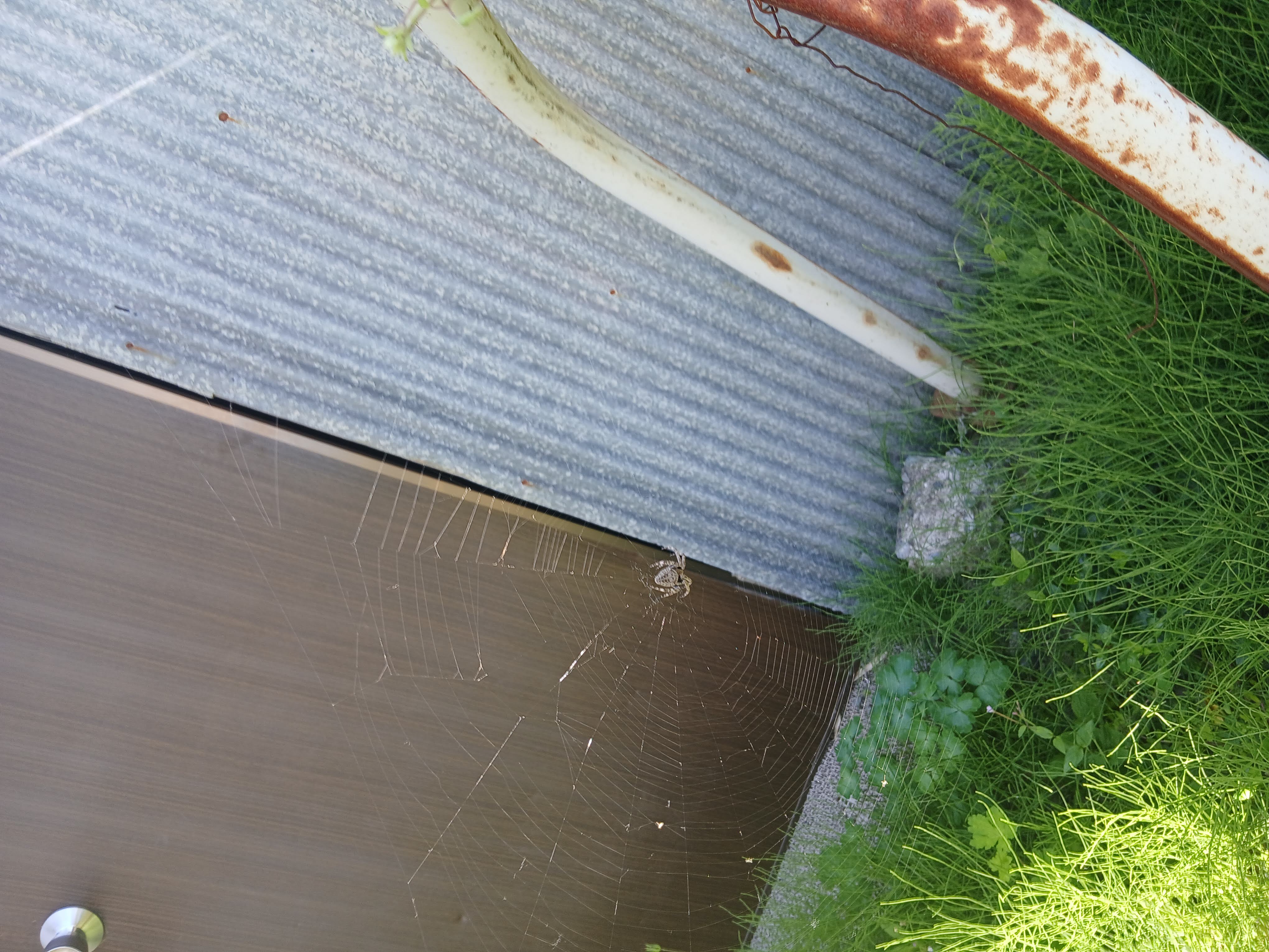 spider