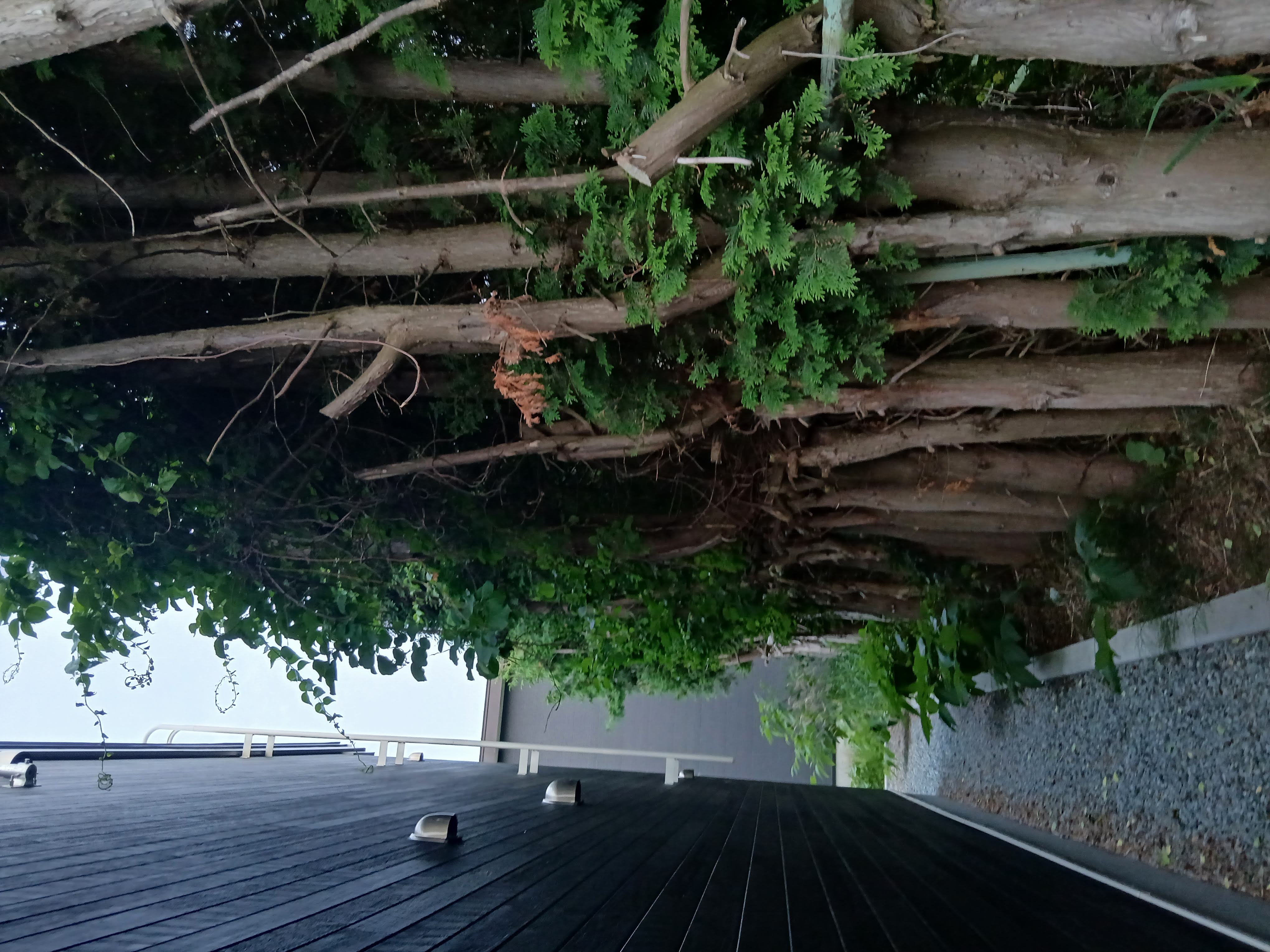 trees