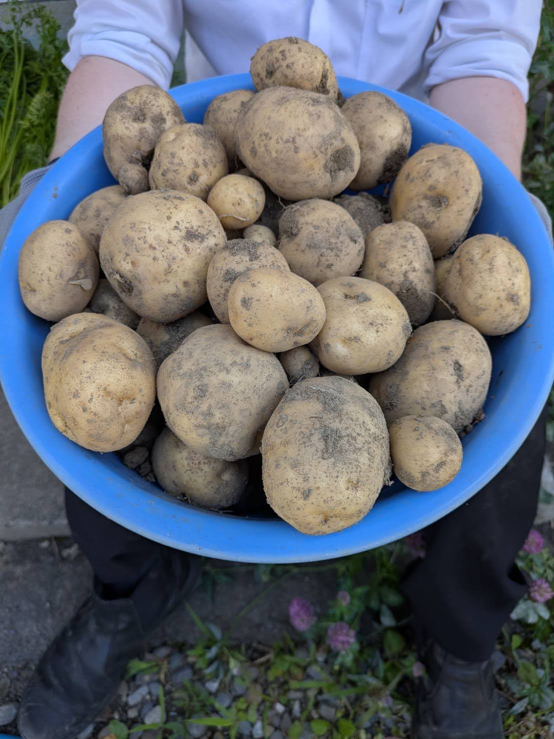 potatoes
