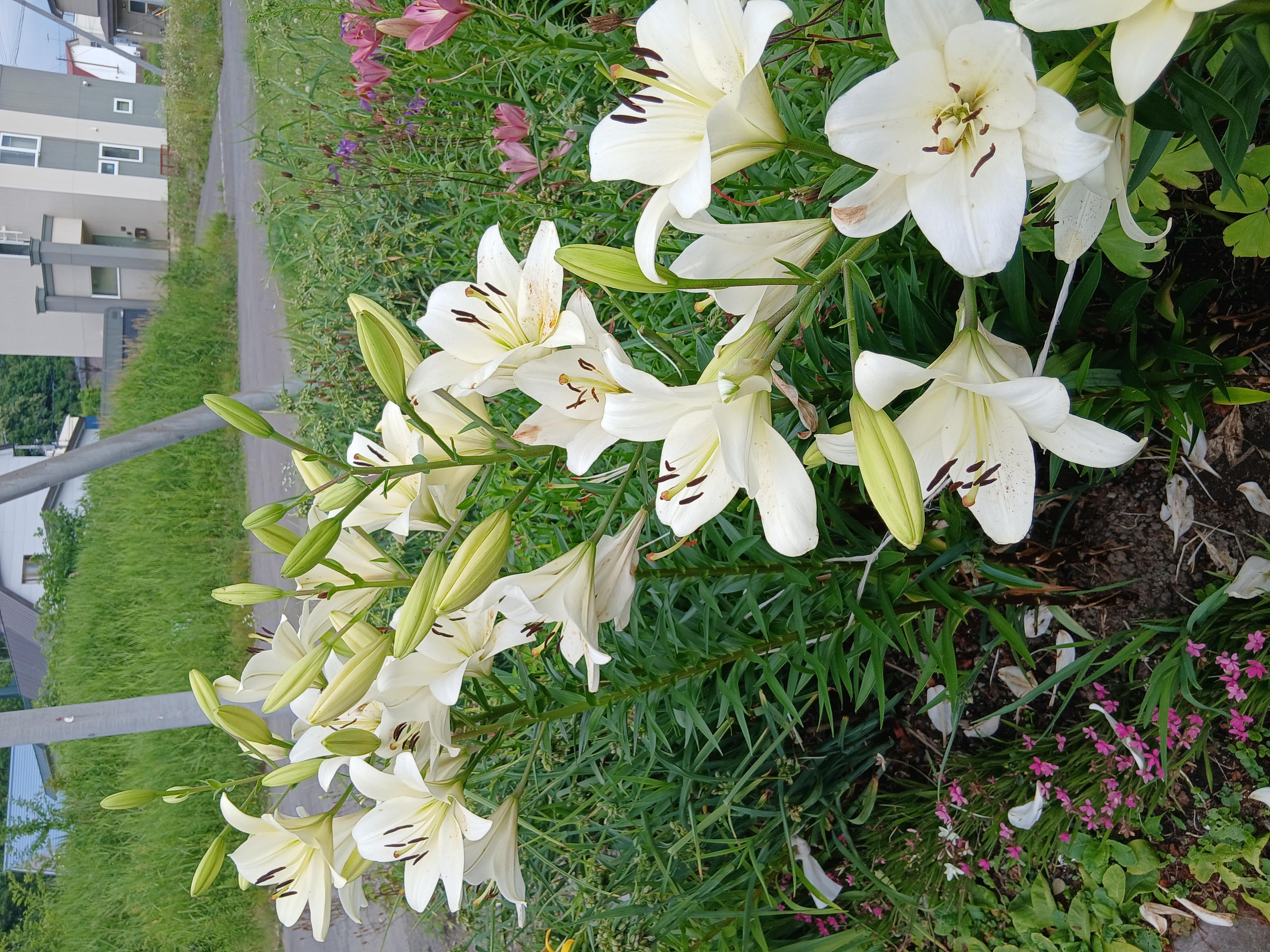 flowers