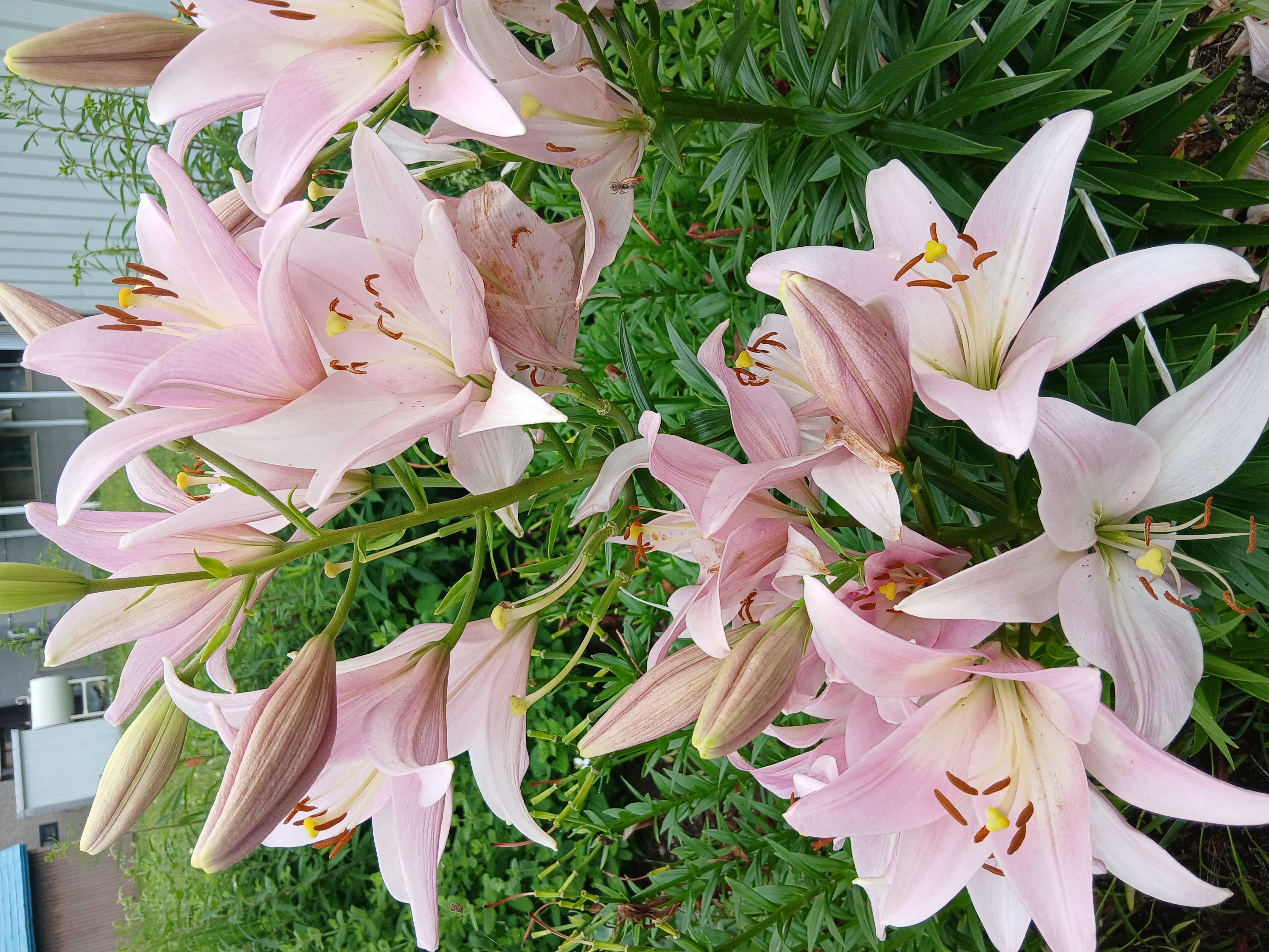 flowers