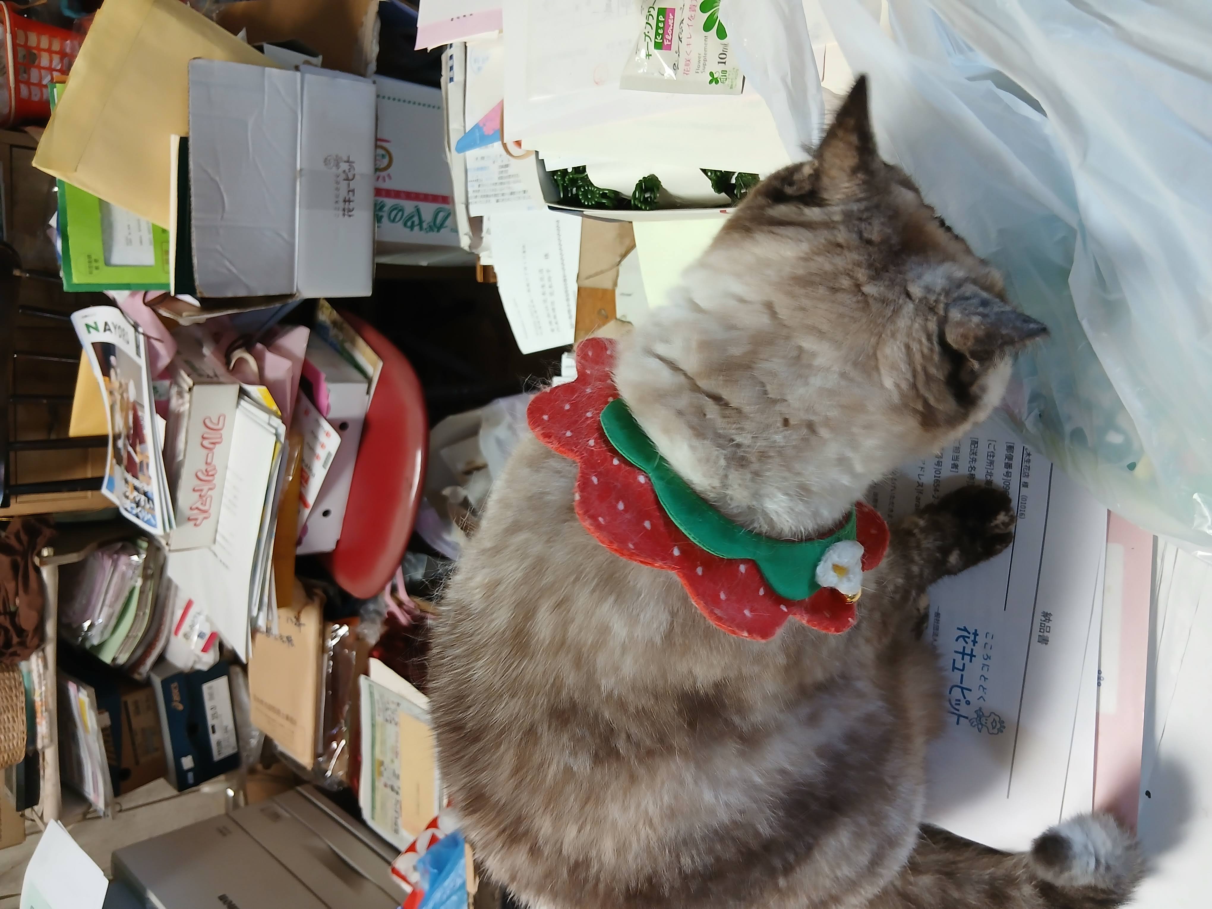 cat