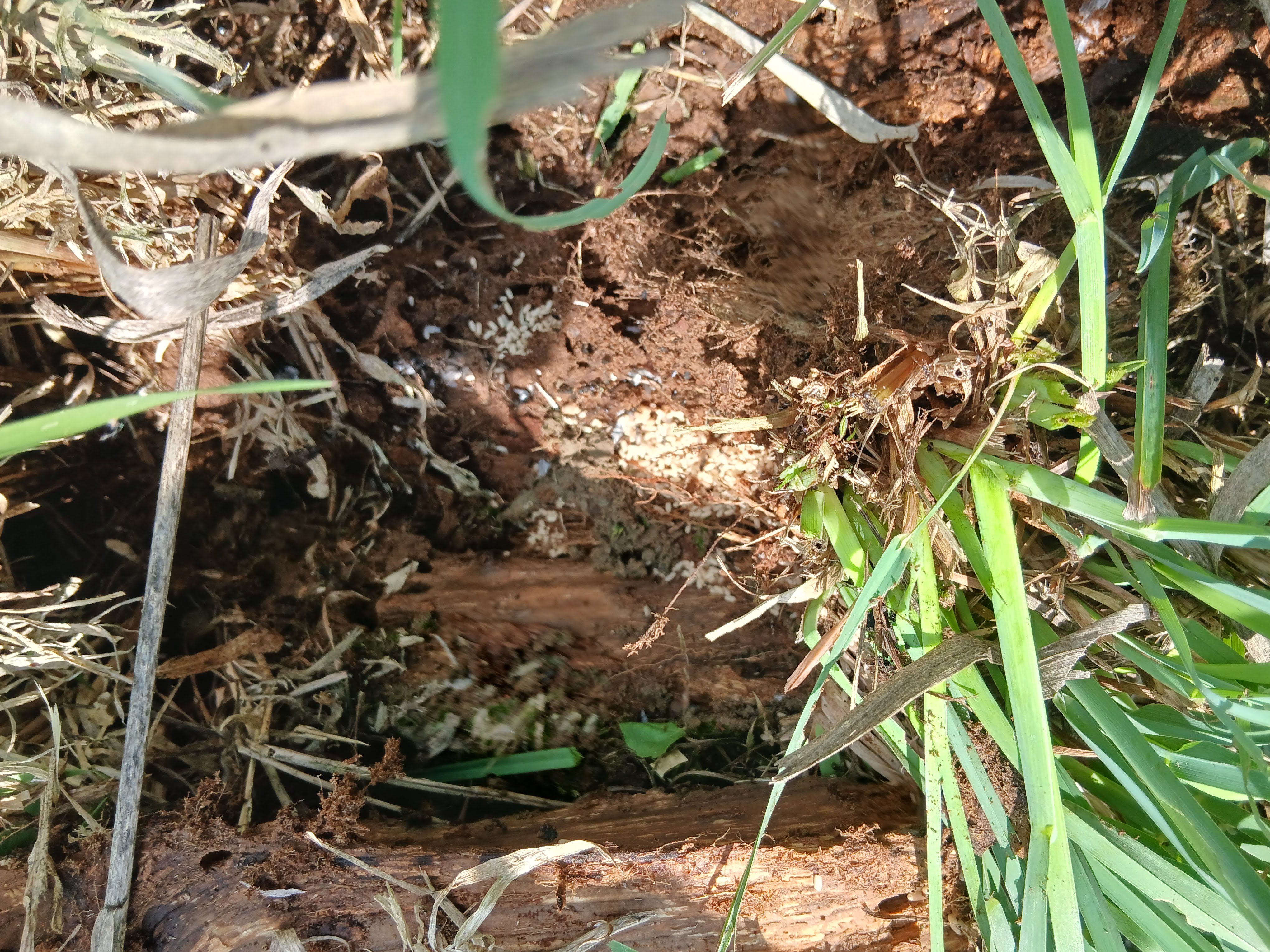 bugs