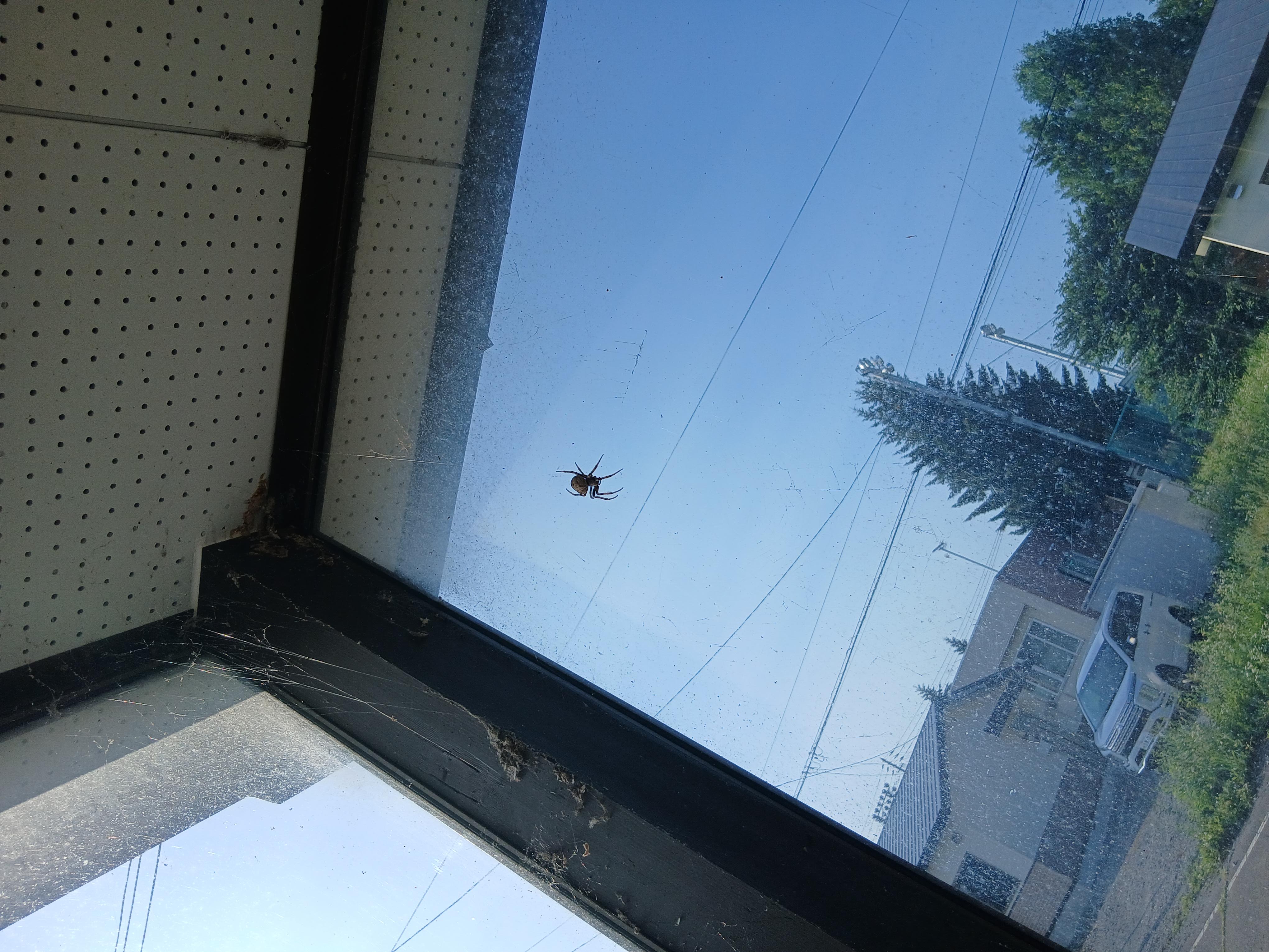 spider