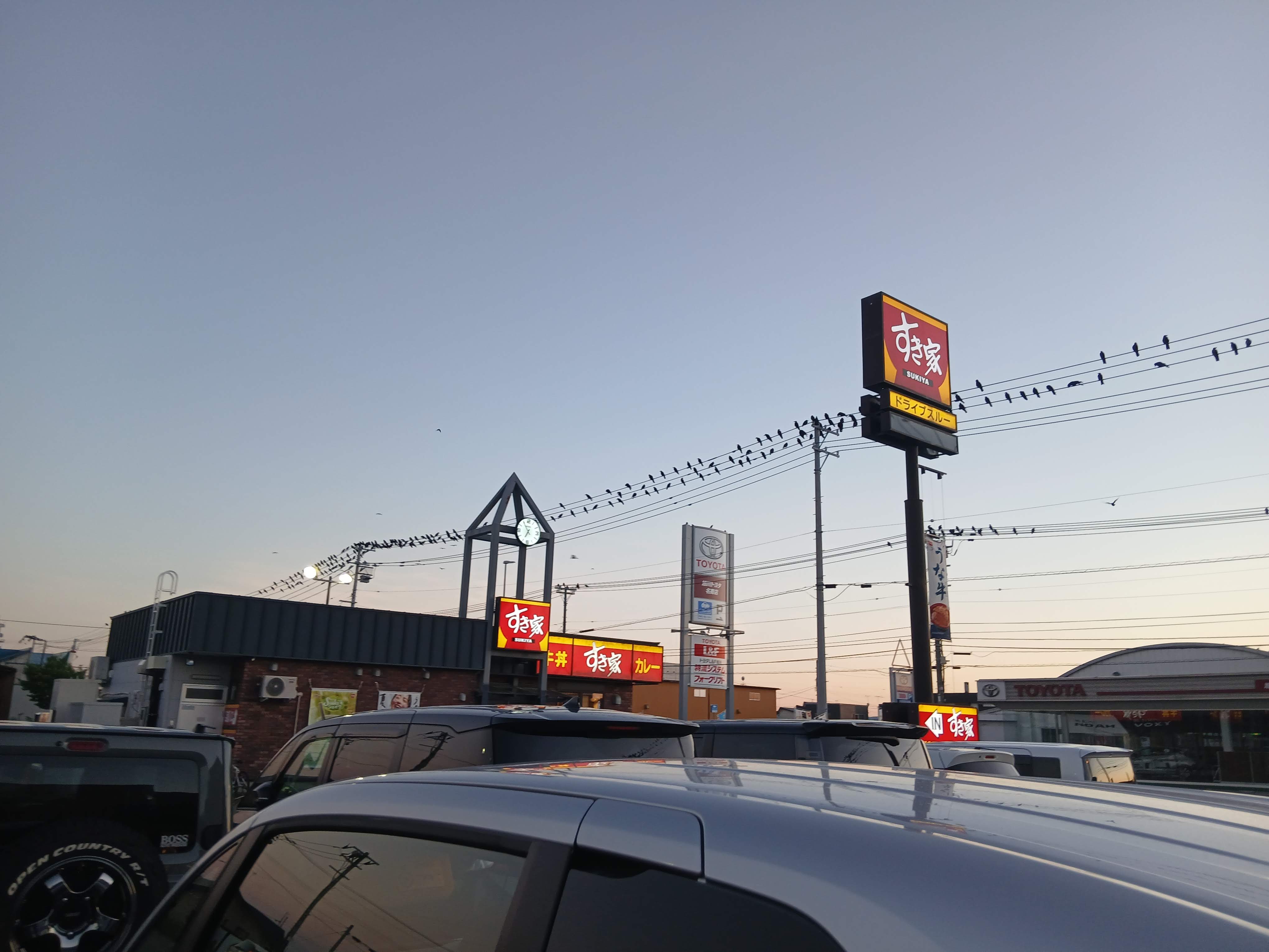 birds