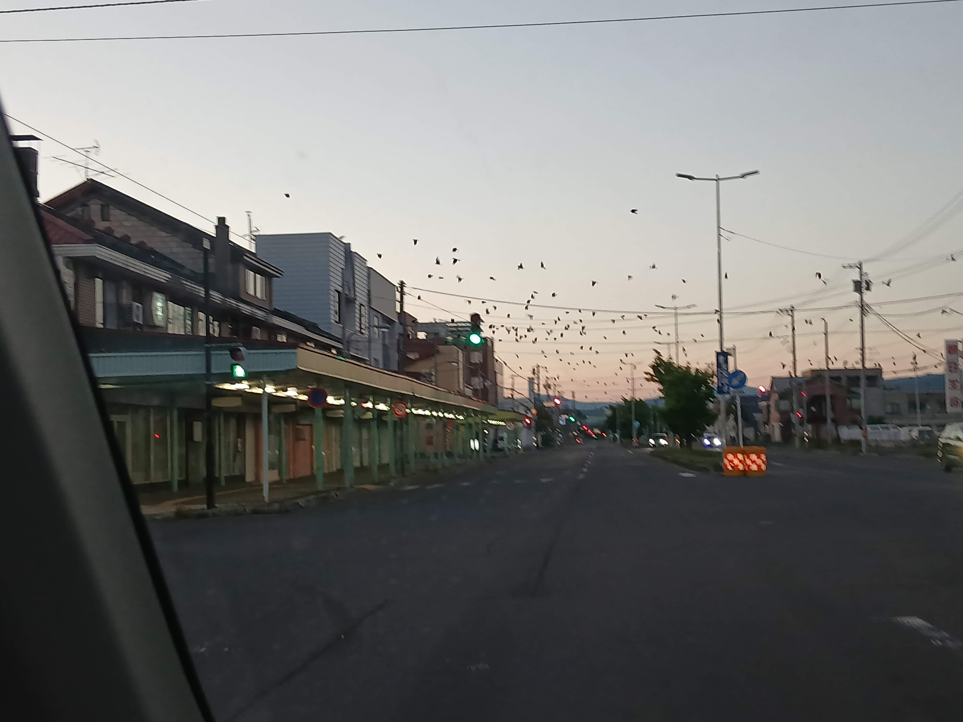 birds